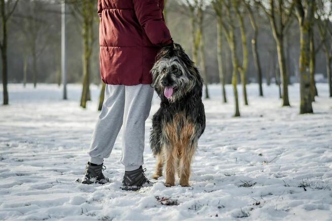 Shakira- duża młoda suczka o wyjątkowej urodzie do adopcji