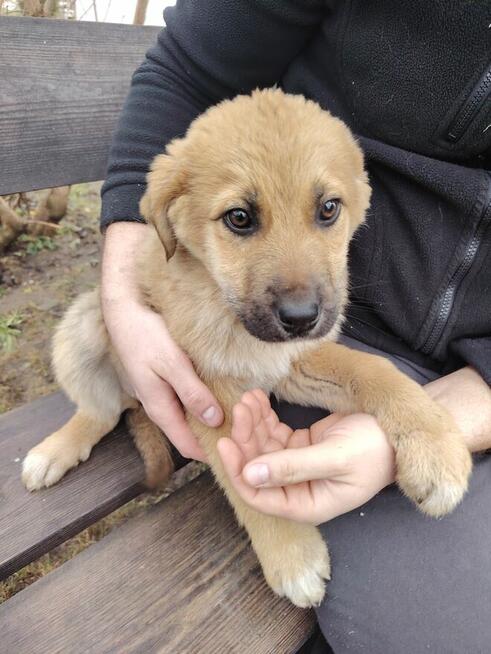 Cztery szczeniaczki szukają kochającego domku !!!