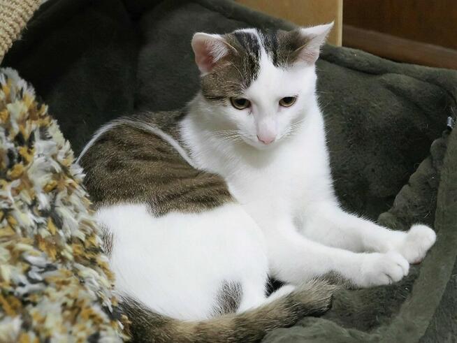 Aston i Kadet szukają wspólnego domu