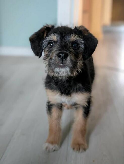 Zula- szorstkie cudo, szczeniak do adopcji