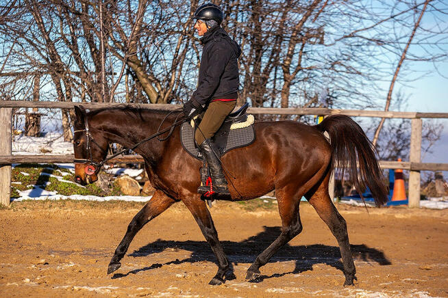 Perfect Dream VS Z - wałach zangersheide, Jeździec Adam Susł