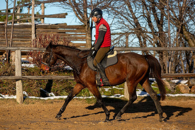 Perfect Dream VS Z - wałach zangersheide, Jeździec Adam Susł
