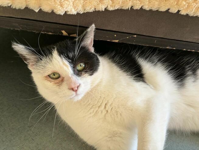 Finka - niekochana złośnica szuka domu