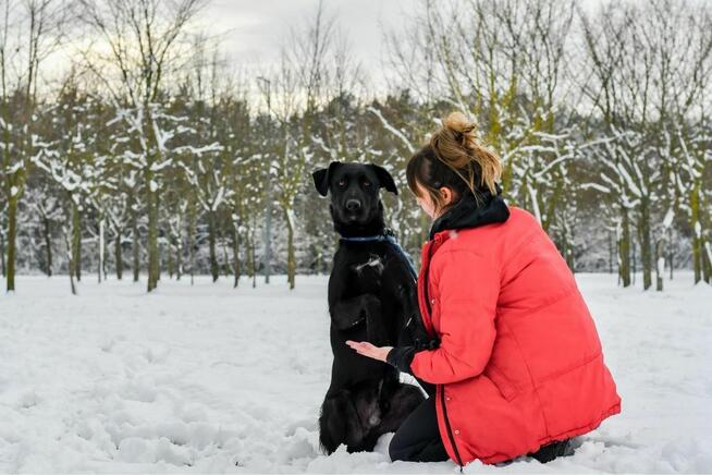 Goliat-młody o przyciągającym spojrzeniu pies do adopcji