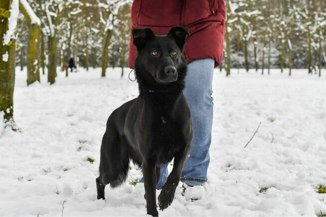 Rakija-młoda, czarna, aktywna suczka czeka na dom