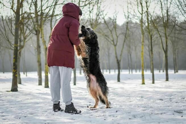 Shakira- duża młoda suczka o wyjątkowej urodzie do adopcji