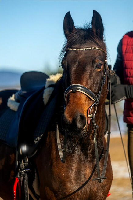 Perfect Dream VS Z - wałach zangersheide, Jeździec Adam Susł