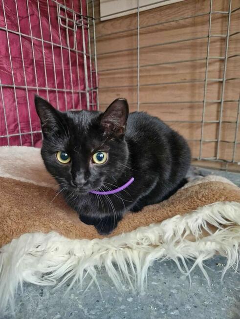 Rumba czarna piękność szuka domu