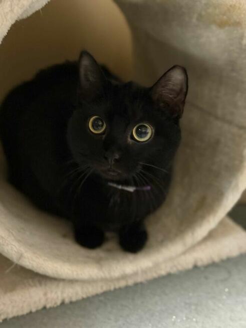 Rumba czarna piękność szuka domu