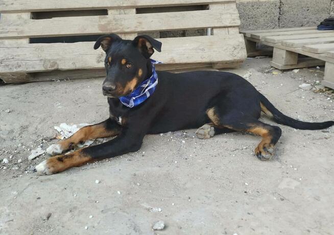 Kochany aktywny młody piesek poleca się do adopcji