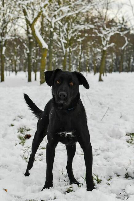 Goliat-młody o przyciągającym spojrzeniu pies do adopcji