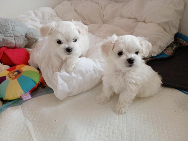 Maltańczyk szczenię -boy do rezerwacji