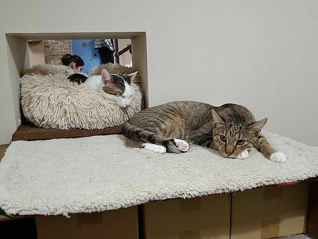 Aston i Kadet szukają wspólnego domu