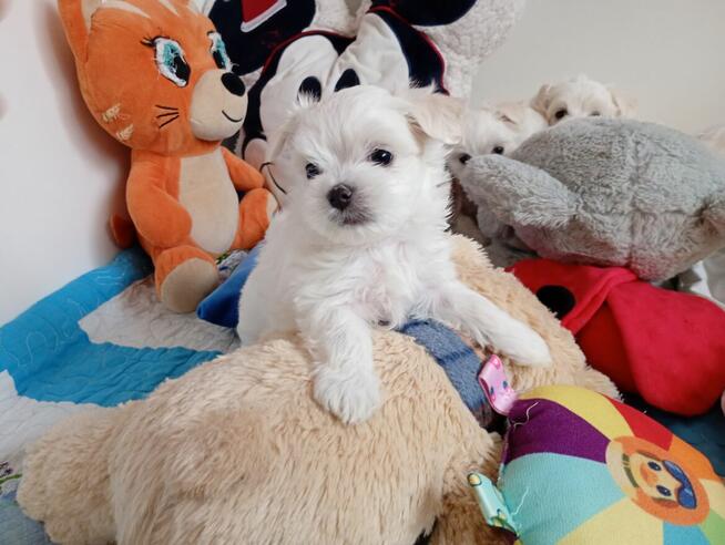 Maltańczyk szczenię -boy do rezerwacji