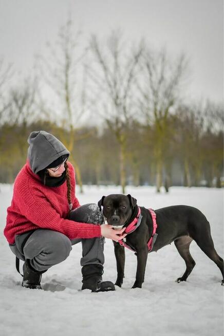 Puma-suczka w typie rasy amstaff do świadomej adopcji