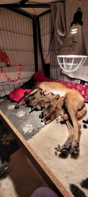 Owczarek belgijski malinois