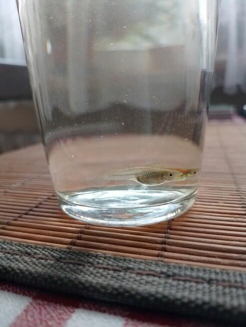 Gupiki endlera młode
