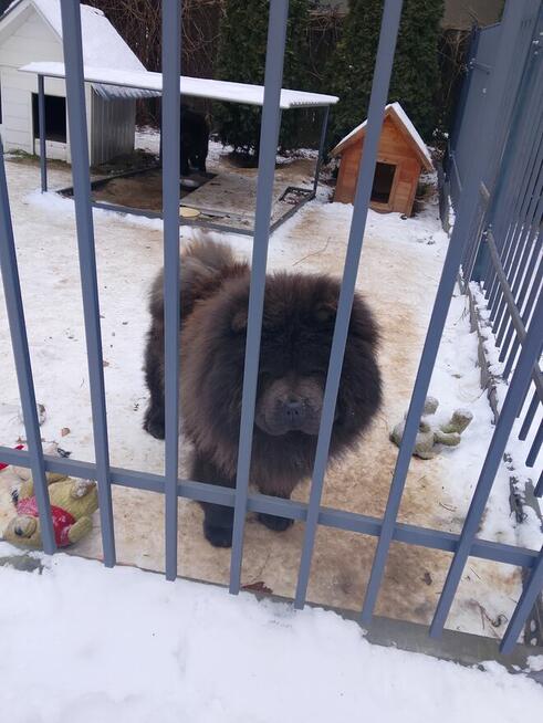 Chow Chow reproduktor