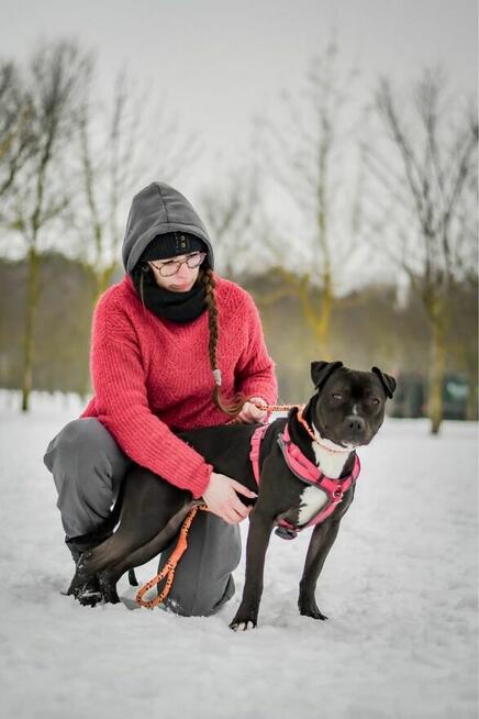 Puma-suczka w typie rasy amstaff do świadomej adopcji