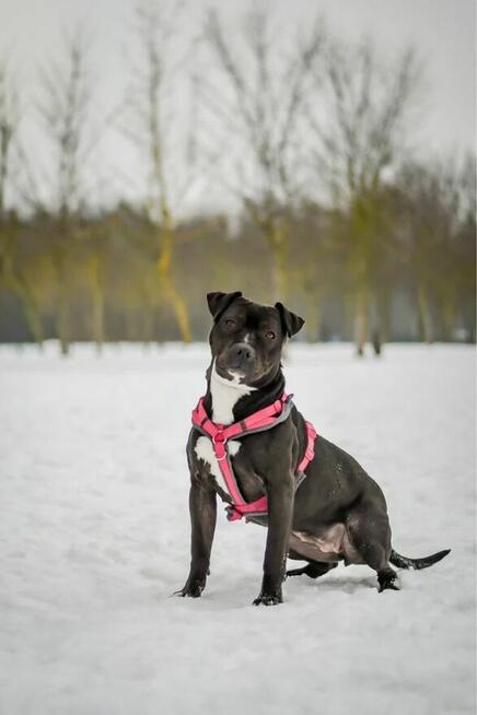 Puma-suczka w typie rasy amstaff do świadomej adopcji