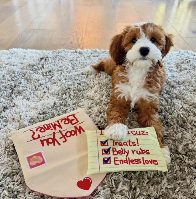 Szczeniak rasy Golden Doodle Mini.