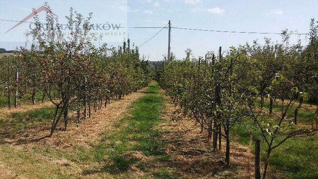 Działka rolna Raciechowice