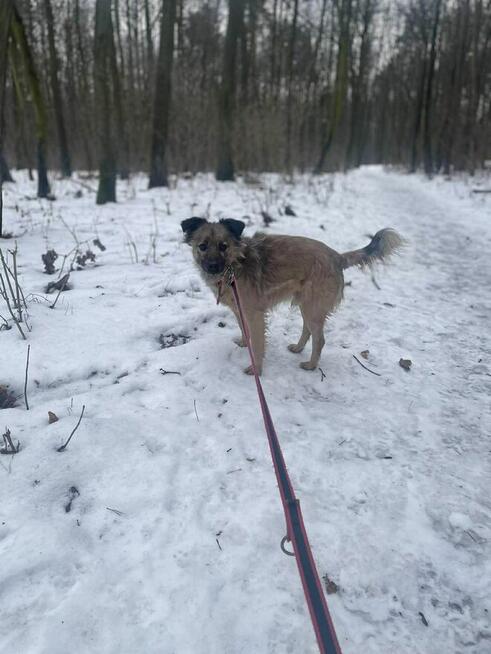 Nypel szuka domu domu -schronisko Zgierz-aktualne