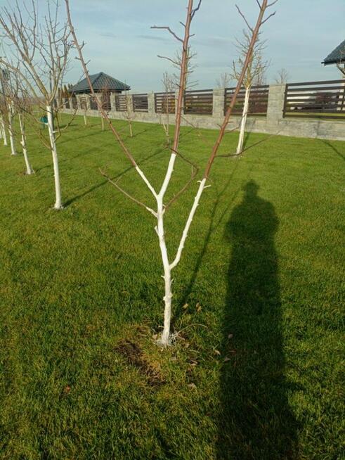 CIĘCIE DRZEW OWOCOWYCH JABŁONI , SADÓW CIECIE FITOSANITARNE