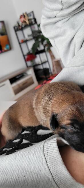 Owczarek belgijski malinois