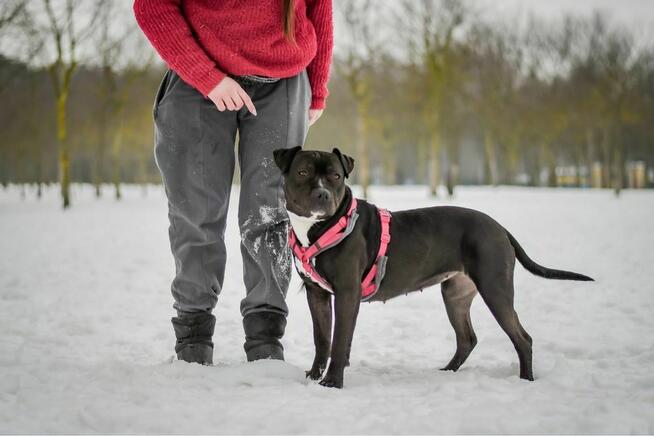 Puma-suczka w typie rasy amstaff do świadomej adopcji