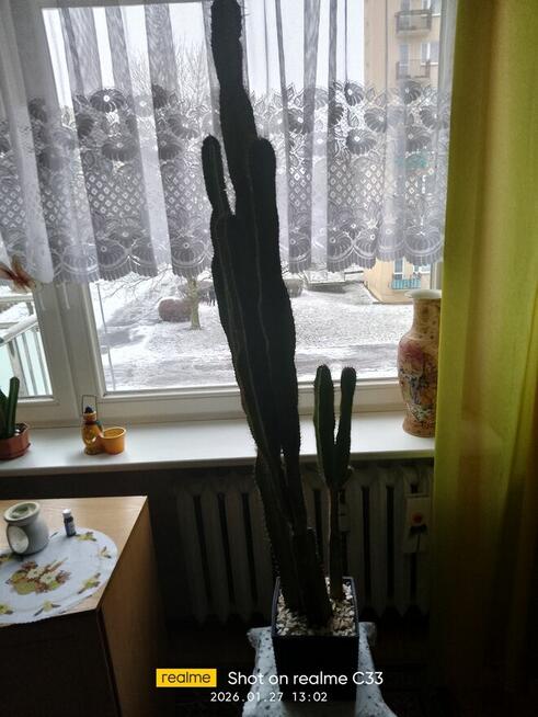SPRZEDAM Kaktusy Koszalin