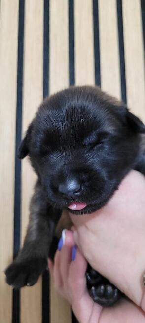 Owczarek belgijski malinois