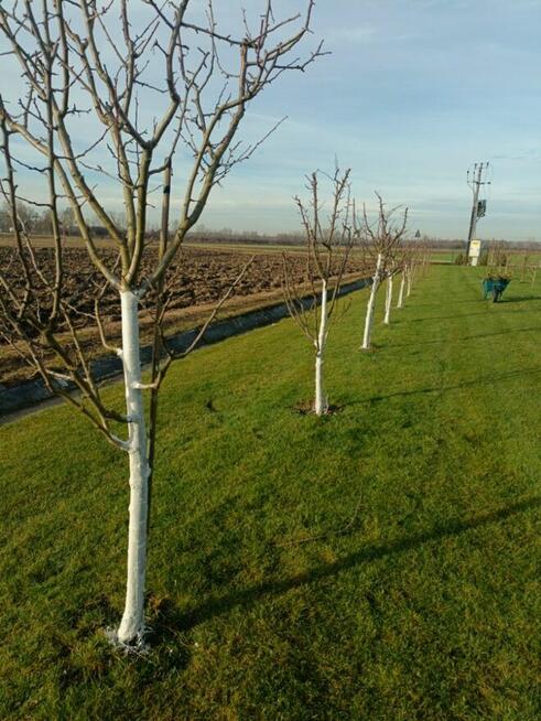 CIĘCIE DRZEW OWOCOWYCH JABŁONI , SADÓW CIECIE FITOSANITARNE