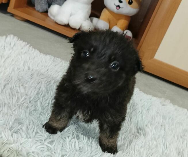 Pokochaj dużym sercem małe