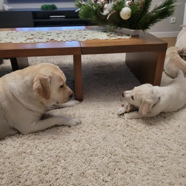Sprzedam szczeniaka Labrador