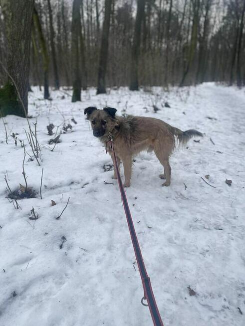 Nypel szuka domu domu -schronisko Zgierz-aktualne