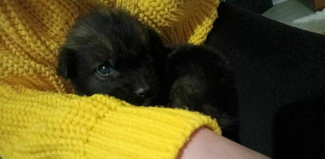 Pokochaj dużym sercem małe