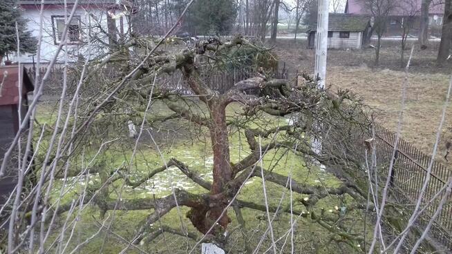 CIĘCIE DRZEW OWOCOWYCH JABŁONI , SADÓW CIECIE FITOSANITARNE