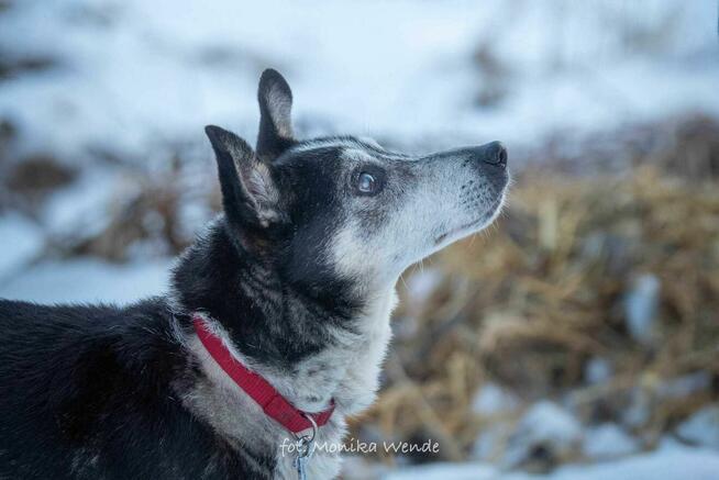 Olaf – uroczy psi staruszek szuka kochającego domu