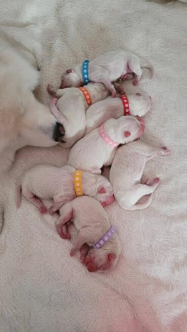 Szczenięta Samoyed ZKwP / FCI koniec marca / kwietnia