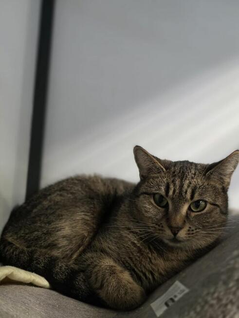 Zosia po śmierci właściciela pilnie szuka domku!