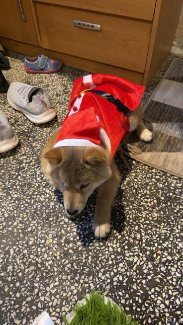 Piesek Shiba Inu 5 miesięczny