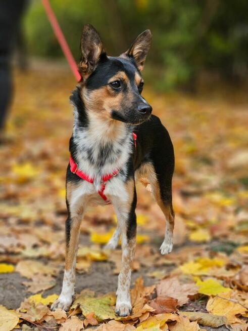 Drobny Julianek o wielkim sercu szuka swojej rodziny