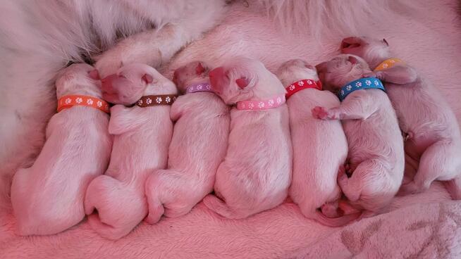 Szczenięta Samoyed ZKwP / FCI koniec marca / kwietnia