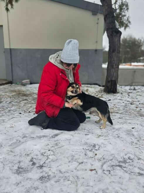 Wituś-niewielki spokojny piesek do adopcji