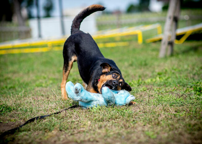 Może Pajdek miłości dołączy do Twojej rodziny? :)