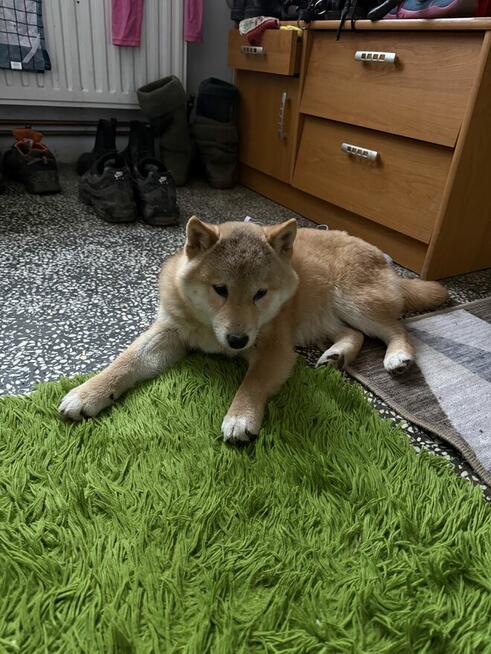 Piesek Shiba Inu 5 miesięczny