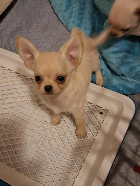 Chihuahua śliczny samczyk długowłosy