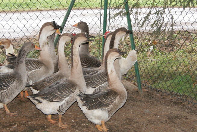 Gęsi z marca 2025 z przydomowej hodowli