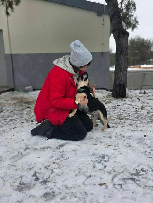 Wituś-niewielki spokojny piesek do adopcji